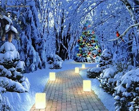 Awesome Winter Wallpaper Christmas Tree Outside Beautiful Winter Scenes