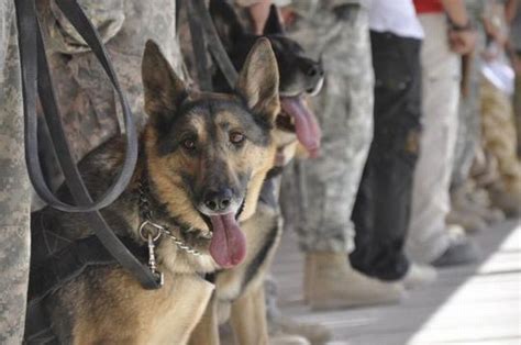 Military Dogs 21 Pics