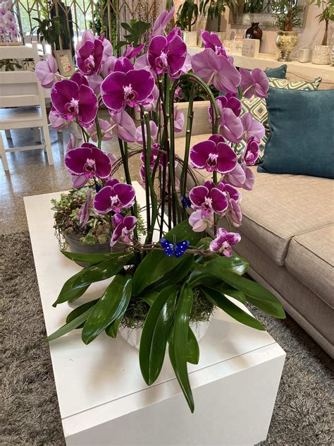 6 Phalaenopsis Orchids In Los Angeles Ca La Fleur By Tracy