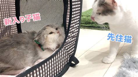 赤ちゃんポスト（あかちゃんポスト, baby hatch, baby box）は、諸事情のために育てることのできない新生児を親が匿名で特別養子縁組をするための施設、およびそのシステムの日本における通称である。 先住猫と新入り子猫の初対面!3匹の反応が意外なことに・・(1 ...