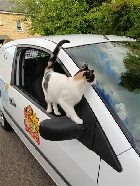 Pet Taxi Service Norwich Maccy G Pets