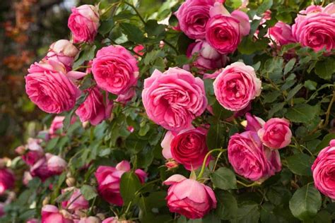 Rosa Pretty In Pink Eden Climbing Rose Climbing Roses Eden Rose