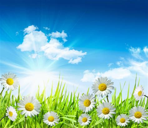 Camomile White Leaves Green Grass Flowers Water Drops Dew Sky Clouds