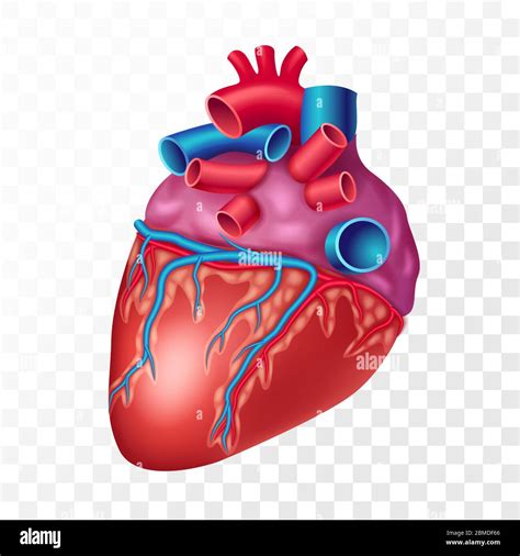 Healthy Human Heart Stock Vector Images Alamy
