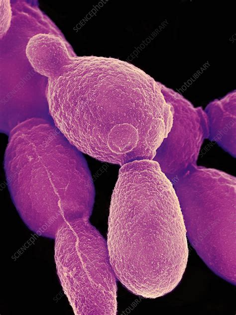 Candida Albicans Yeast Sem Stock Image B2501588 Science Photo