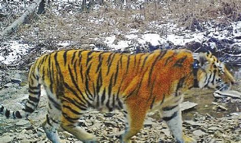 ‘what Does A Siberian Tiger Eat’ Asks China’s Curious President Xi Jinping South China