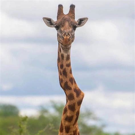 How This Giraffe Took A Sore Neck To New Levels Drool By Dr Chris Brown