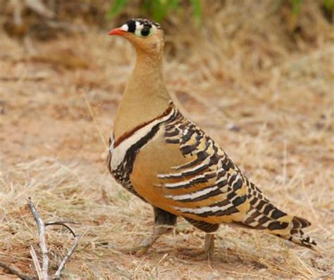 Imperial Sand Grouse Painted Sand Grouse Pet Birds Beautiful Birds