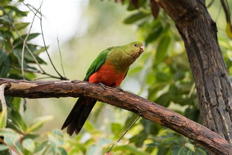 Australian King Parrot — Full Profile History And Care