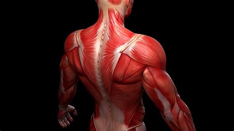 Download human body images and photos. Tip: The Drill You Need for Upper Body Mobility | T Nation