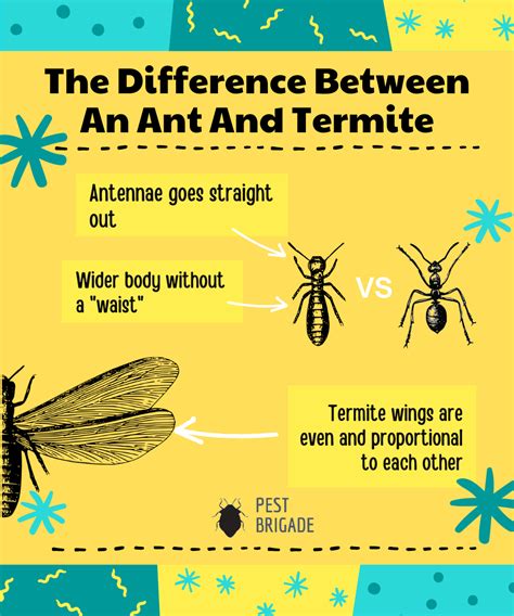 Ant Vs Termite Whats The Difference With Pictures Pest Brigade