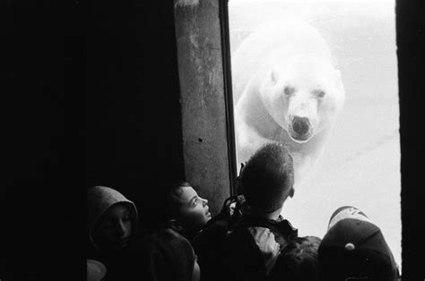 Polar Bear In Captivity Toronto Zoo 2005 Kunik Came To The Toronto