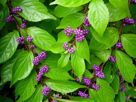 Dont Prune That Beautyberry Almost Perfect Landscaping