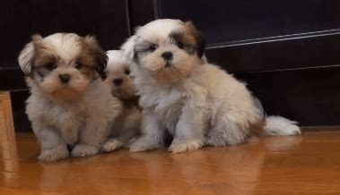 She can be registered with the akc, plus comes with a health guarantee provided by us. Cute of the Day: Fluffy and Cute Shih Tzu Puppies - The ...