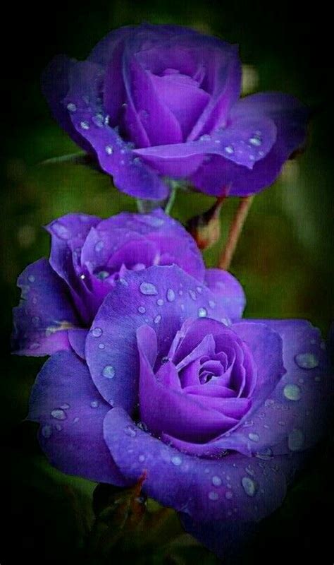 Amazing Beautiful Rose Flowers Purple Roses Amazing Flowers