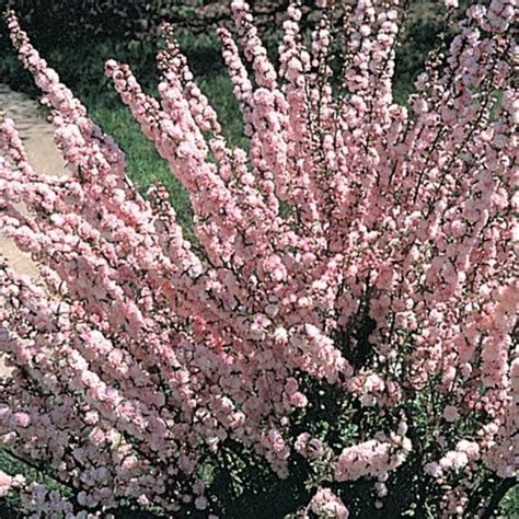 Here is a zone map for the middle east. Double pink flowering almond bush | Lawn and landscape ...