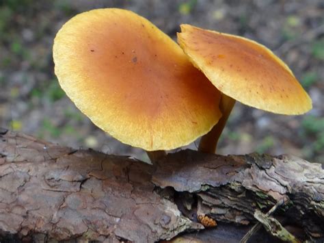 Gymnopilus Liquiritiae The Ultimate Mushroom Guide