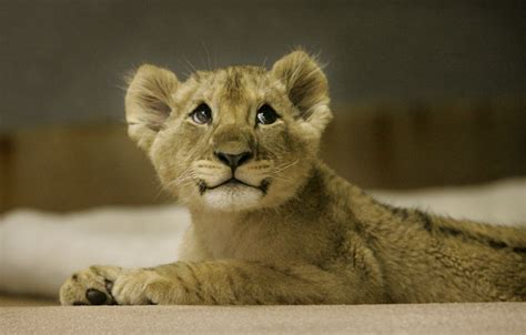 Cute Lion Pictures