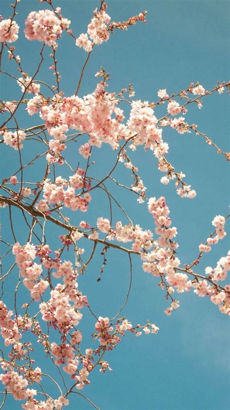 cherry blossom tree best htc wallpapers iphone fondos de pantalla fondos de pantalla hd