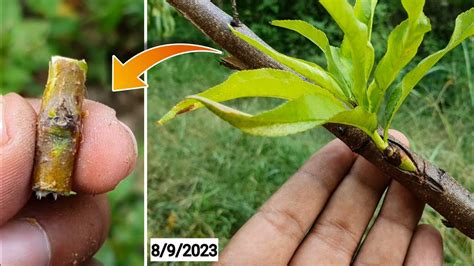 3 Type Bud Grafting Peach Tree The Whole World Never Know Youtube