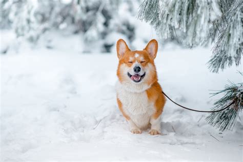 Snow Nature Animals Corgi Dog Wallpapers Hd Desktop And Mobile