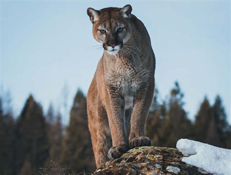 100 Mountain Lion Pictures