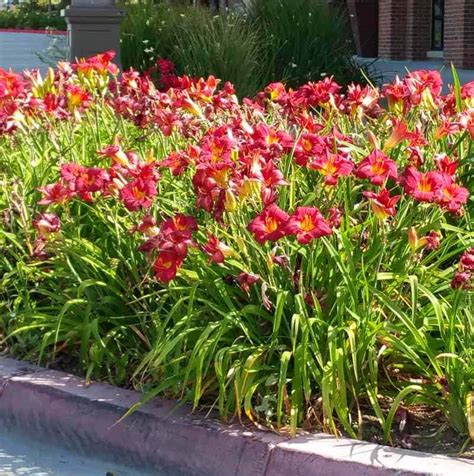 Browse pictures at hgtv of front and backyard landscaping ideas along with hardscape design including water features, pergolas, fire pits and more. Daylilies | Garden View Landscape, Nursery & Pools