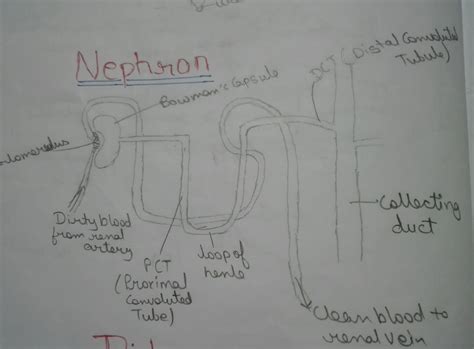 Nephron Concept Map