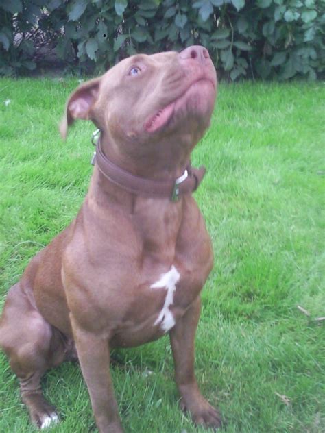 For other uses, see pitbull (disambiguation). Hunde - Rassehunde - Pit Bull Tieranzeigen Seite 9