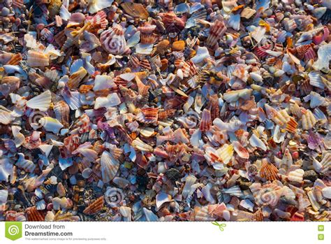 Shells Fragments On The Beach Stock Image Image Of Nature Beach