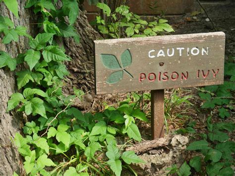 How To Treat And Prevent Poison Ivy Oak And Sumac