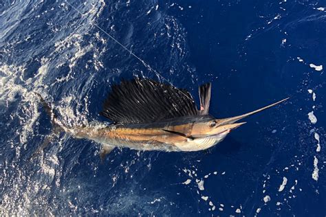 Fastest Fish In The Ocean Meet The Speedsters