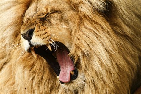 The Lions Roar Facing Your Fears Kathleen Ann Thompson