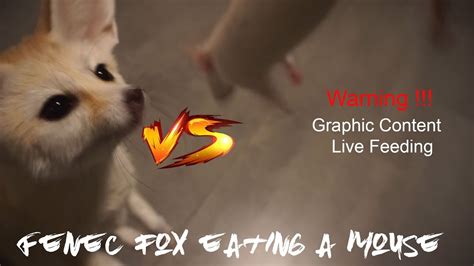 Fennec Fox Eats A Mouse Graphic Content Youtube