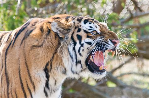 Tiger Roar By Matt Ellis Photo 5799314 500px