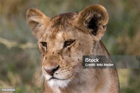 Potret Wajah Singa Muda Foto Stok Unduh Gambar Sekarang Alam