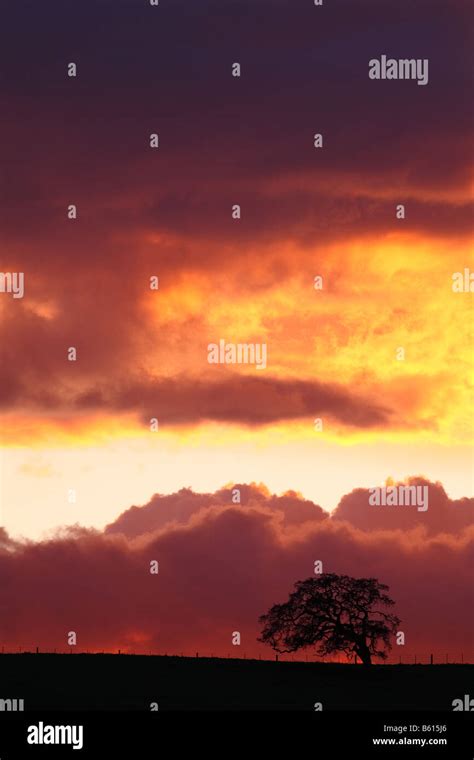A Lone Oak Tree Enjoys The Fiery Sky After Sunset Stock Photo Alamy