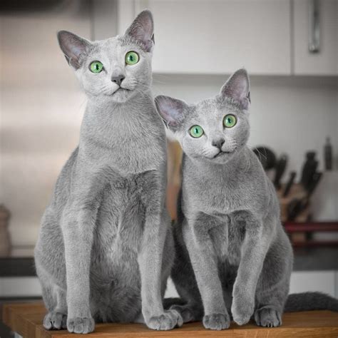 Are russian blue cats good lap cats? These Beautiful Russian Blue Cats Have The Most ...