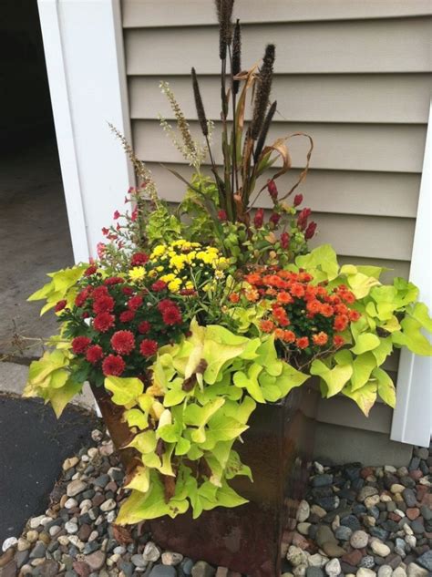 25 Collection Of Fall Outdoor Plants