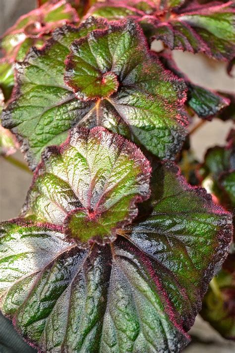 The Outlaw Gardener Rex Begonia Curly Fireflush Is My Favorite Plant
