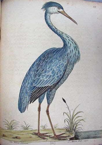 Blue Heron Eleazar Albin A Natural History Of Birds London 1731