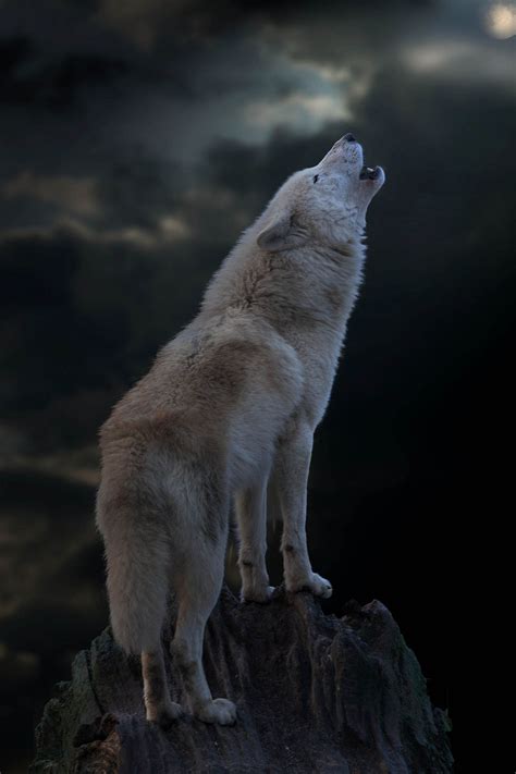 Pin By Ed Yount On Wolf Pack Wolf Dog Wolf Photos Wolf Pictures