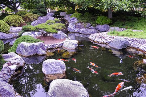 Japanese Koi Garden •