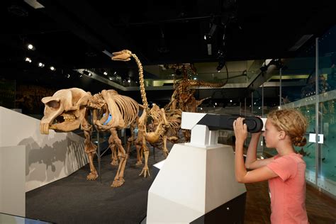 Dinosaur Walk Gallery Visit Melbourne Museum
