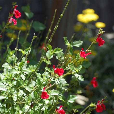 Top Flowers For A Hummingbird And Butterfly Garden Hummingbird Plants