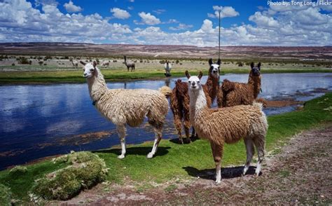 Interesting Facts About Llamas Just Fun Facts