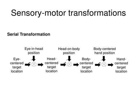 Ppt Sensory Motor Integration Powerpoint Presentation Free Download