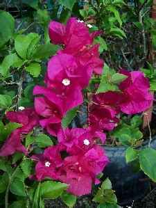 The flora found along florida's trails is unlike anything you'll find elsewhere in the united states, and that's just the native species. Bougainvillea Bush | Florida Nursery Mart