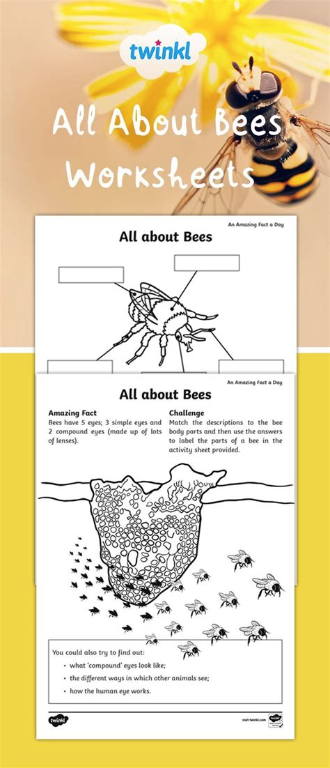 All About Bees Worksheets With Images Bee Bees For Kids Bee