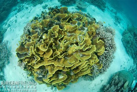 See more of green coral lettuce in forma on facebook. Lettuce coral, Turbinaria reniformis | Jurgen Freund